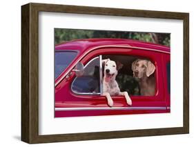 Jack Russel and Weimaraner Sitting in a Car-DLILLC-Framed Photographic Print