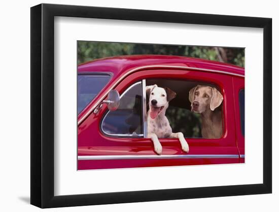 Jack Russel and Weimaraner Sitting in a Car-DLILLC-Framed Photographic Print