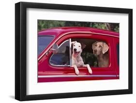 Jack Russel and Weimaraner Sitting in a Car-DLILLC-Framed Photographic Print