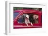 Jack Russel and Weimaraner Sitting in a Car-DLILLC-Framed Photographic Print