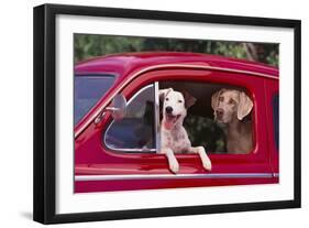 Jack Russel and Weimaraner Sitting in a Car-DLILLC-Framed Photographic Print