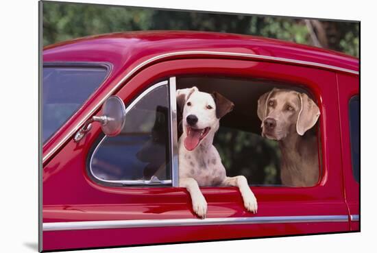 Jack Russel and Weimaraner Sitting in a Car-DLILLC-Mounted Photographic Print