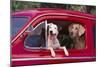 Jack Russel and Weimaraner Sitting in a Car-DLILLC-Mounted Photographic Print