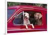 Jack Russel and Weimaraner Sitting in a Car-DLILLC-Framed Photographic Print