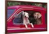 Jack Russel and Weimaraner Sitting in a Car-DLILLC-Framed Photographic Print