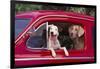 Jack Russel and Weimaraner Sitting in a Car-DLILLC-Framed Photographic Print