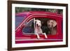 Jack Russel and Weimaraner Sitting in a Car-DLILLC-Framed Photographic Print