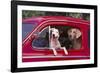 Jack Russel and Weimaraner Sitting in a Car-DLILLC-Framed Photographic Print