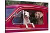 Jack Russel and Weimaraner Sitting in a Car-DLILLC-Stretched Canvas