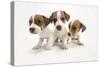 Jack Russel Terrier, Three Puppies-null-Stretched Canvas