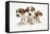 Jack Russel Terrier, Three Puppies-null-Framed Stretched Canvas