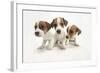 Jack Russel Terrier, Three Puppies-null-Framed Photographic Print