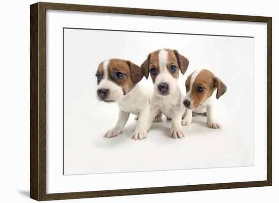 Jack Russel Terrier, Three Puppies-null-Framed Photographic Print