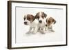 Jack Russel Terrier, Three Puppies-null-Framed Photographic Print