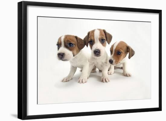 Jack Russel Terrier, Three Puppies-null-Framed Photographic Print