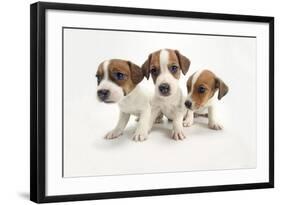 Jack Russel Terrier, Three Puppies-null-Framed Photographic Print