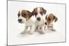 Jack Russel Terrier, Three Puppies-null-Mounted Photographic Print