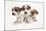 Jack Russel Terrier, Three Puppies-null-Mounted Photographic Print