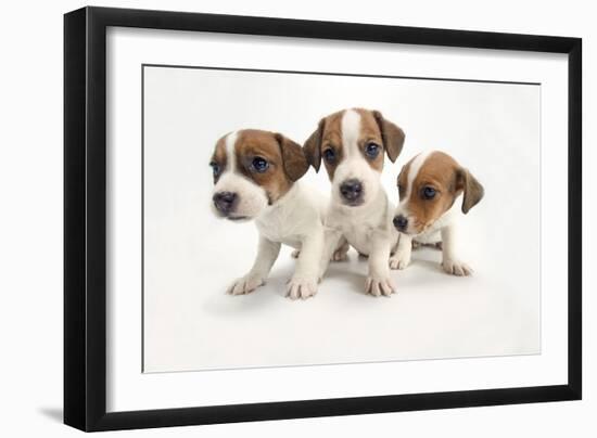 Jack Russel Terrier, Three Puppies-null-Framed Photographic Print