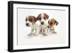 Jack Russel Terrier, Three Puppies-null-Framed Photographic Print