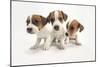 Jack Russel Terrier, Three Puppies-null-Mounted Photographic Print