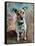 Jack Russell 2020 (oil)-Tilly Willis-Framed Stretched Canvas