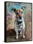 Jack Russell 2020 (oil)-Tilly Willis-Framed Stretched Canvas