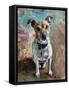 Jack Russell 2020 (oil)-Tilly Willis-Framed Stretched Canvas