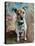 Jack Russell 2020 (oil)-Tilly Willis-Stretched Canvas