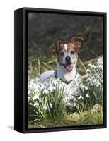 Jack Russell in Snowdrops-null-Framed Stretched Canvas