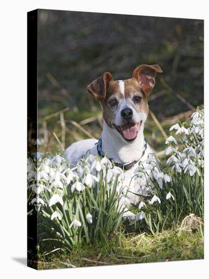 Jack Russell in Snowdrops-null-Stretched Canvas