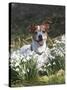 Jack Russell in Snowdrops-null-Stretched Canvas