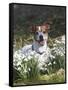 Jack Russell in Snowdrops-null-Framed Stretched Canvas