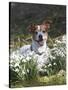 Jack Russell in Snowdrops-null-Stretched Canvas