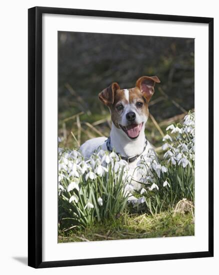 Jack Russell in Snowdrops-null-Framed Premium Photographic Print