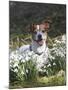 Jack Russell in Snowdrops-null-Mounted Premium Photographic Print