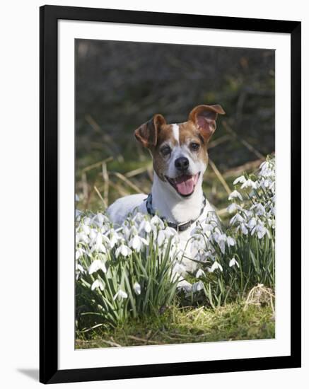 Jack Russell in Snowdrops-null-Framed Photographic Print