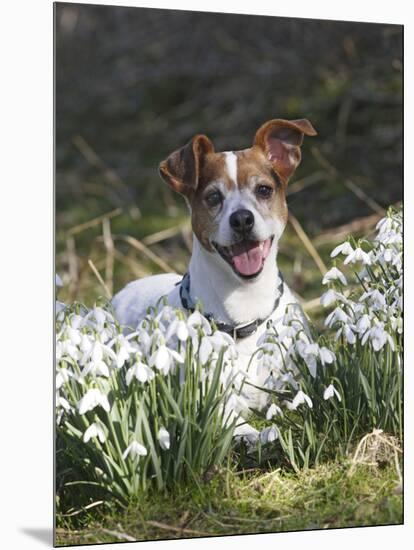 Jack Russell in Snowdrops-null-Mounted Photographic Print