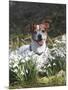 Jack Russell in Snowdrops-null-Mounted Photographic Print