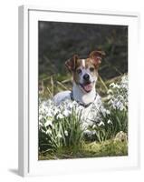 Jack Russell in Snowdrops-null-Framed Photographic Print