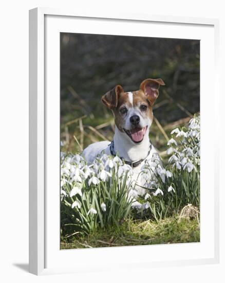 Jack Russell in Snowdrops-null-Framed Photographic Print