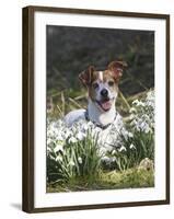 Jack Russell in Snowdrops-null-Framed Photographic Print