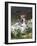 Jack Russell in Snowdrops-null-Framed Photographic Print