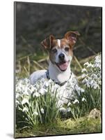 Jack Russell in Snowdrops-null-Mounted Photographic Print