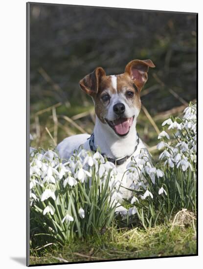 Jack Russell in Snowdrops-null-Mounted Photographic Print