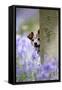 Jack Russell Looking around Tree in Bluebell Wood-null-Framed Stretched Canvas