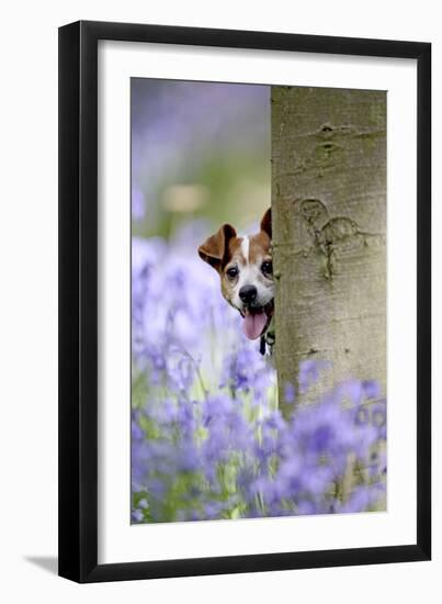 Jack Russell Looking around Tree in Bluebell Wood-null-Framed Premium Photographic Print