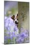Jack Russell Looking around Tree in Bluebell Wood-null-Mounted Photographic Print