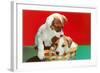 Jack Russell Puppies in Basket-null-Framed Art Print