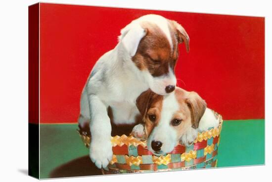Jack Russell Puppies in Basket-null-Stretched Canvas